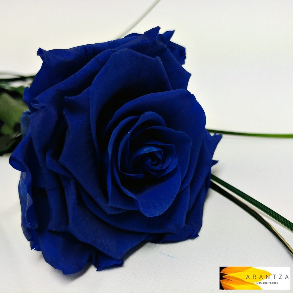 Rosa Eterna Azul – Floristería Arantza online Vitoria-Gasteiz
