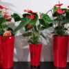 Cuidados para el Anthurium