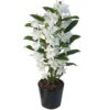 Cuidados de orquídeas Dendrobium