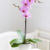 Cuidados de orquídeas Phalaenopsis