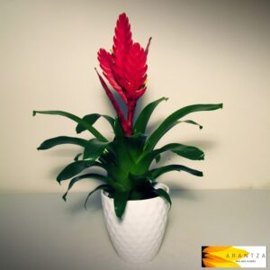 Vriesia roja