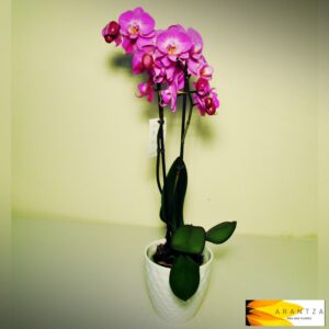 Orquídea